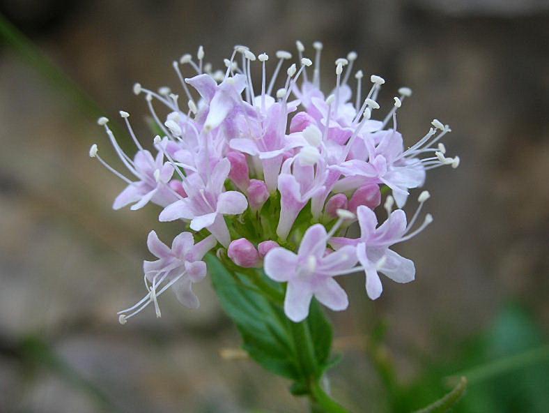 Valeriana montana